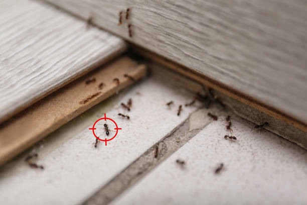 Best Pest Prevention Services  in Dover, NJ